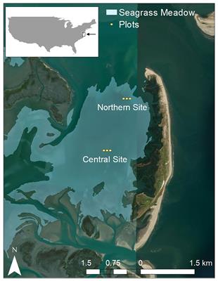 A novel subsurface sediment plate method for quantifying sediment accumulation and erosion in seagrass meadows